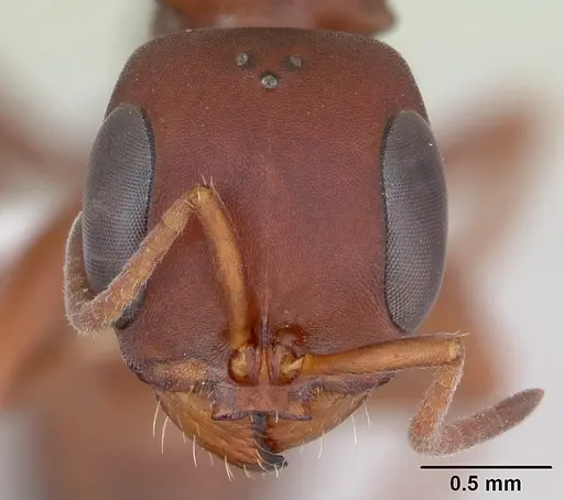 Pseudomyrmex denticollis specimen