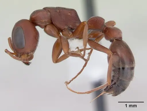 Pseudomyrmex denticollis specimen