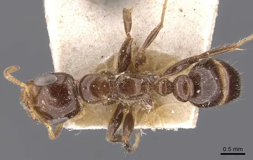 Pseudomyrmex depressus specimen