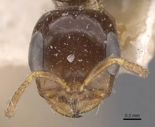 Pseudomyrmex depressus specimen