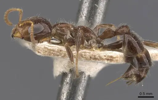 Pseudomyrmex depressus specimen
