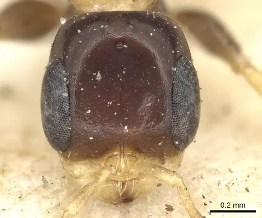 Pseudomyrmex distinctus specimen