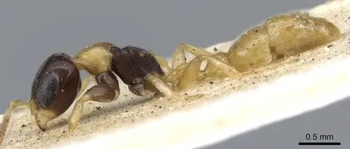 Pseudomyrmex distinctus specimen