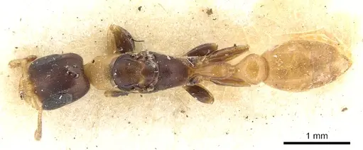 Pseudomyrmex distinctus - CASENT0902893