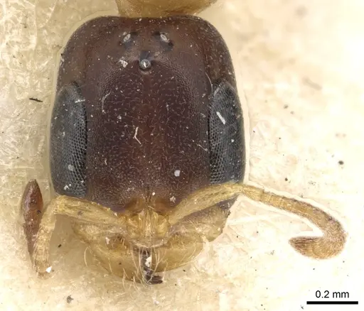 Pseudomyrmex distinctus - CASENT0902893