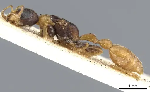 Pseudomyrmex distinctus - CASENT0902893