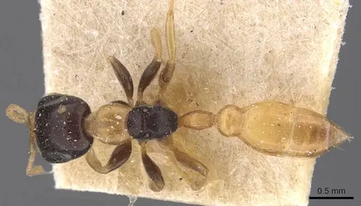 Pseudomyrmex distinctus - CASENT0907529