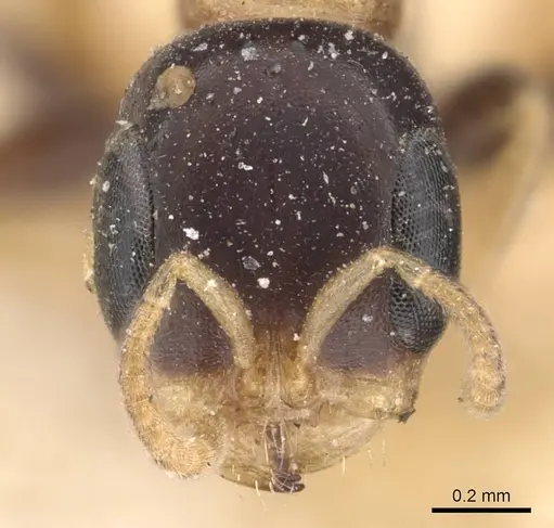 Pseudomyrmex distinctus - CASENT0907529