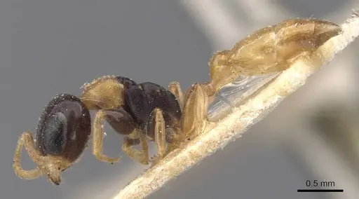 Pseudomyrmex distinctus - CASENT0907529