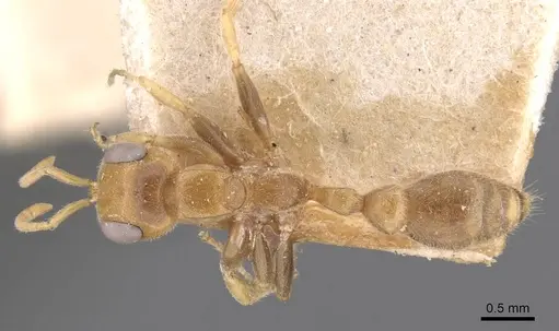 Pseudomyrmex duckei specimen