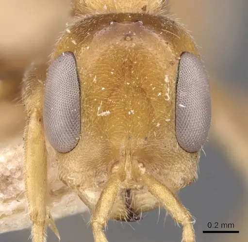 Pseudomyrmex duckei specimen