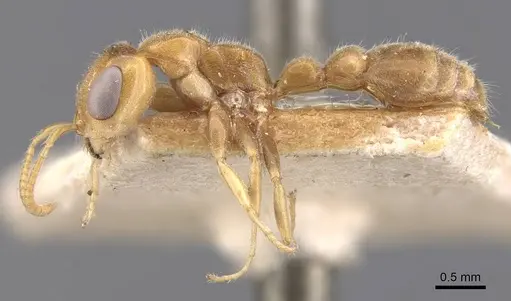 Pseudomyrmex duckei specimen
