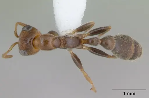 Pseudomyrmex duckei - INB0003617154