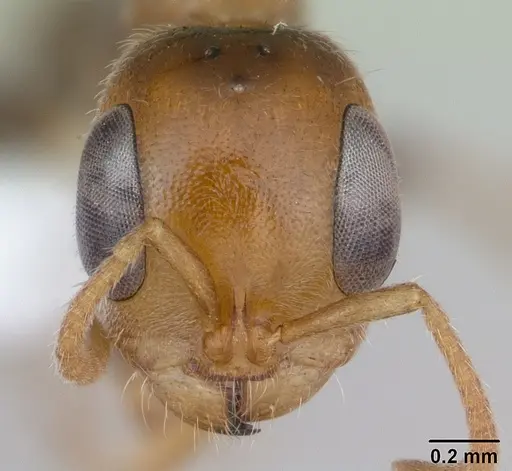 Pseudomyrmex duckei - INB0003617154