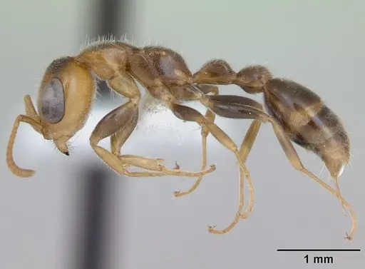 Pseudomyrmex duckei - INB0003617154