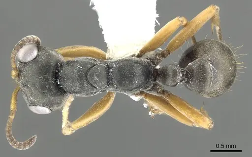 Pseudomyrmex eculeus specimen