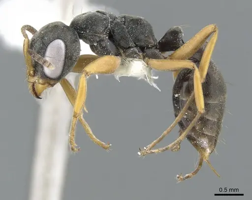 Pseudomyrmex eculeus specimen
