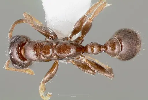 Pseudomyrmex eduardi specimen