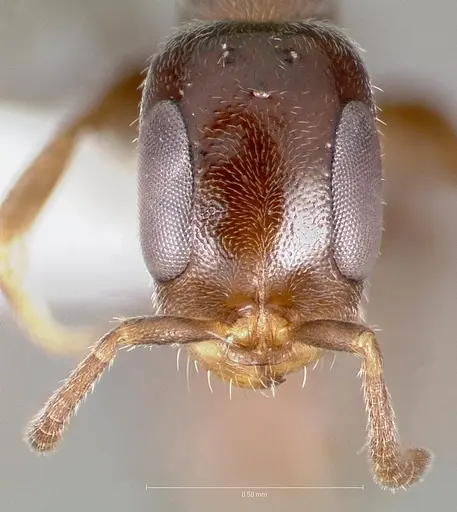 Pseudomyrmex eduardi specimen