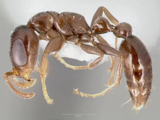 Pseudomyrmex eduardi specimen