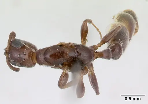Pseudomyrmex eduardi - CASENT0178617