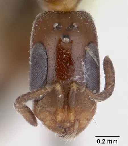 Pseudomyrmex eduardi - CASENT0178617