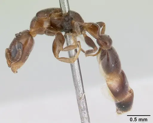 Pseudomyrmex eduardi - CASENT0178617