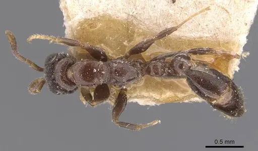 Pseudomyrmex eduardi - CASENT0907534