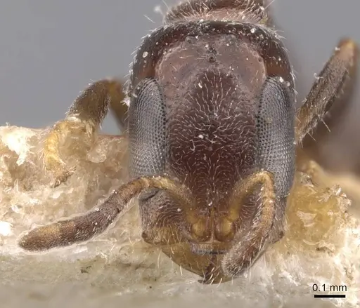 Pseudomyrmex eduardi - CASENT0907534