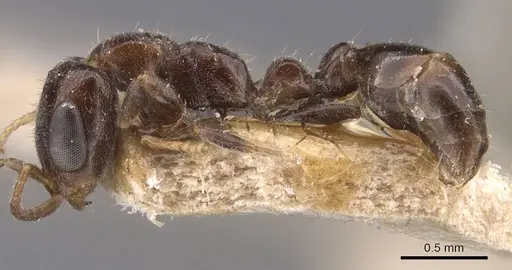 Pseudomyrmex eduardi - CASENT0907534