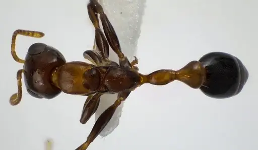 Pseudomyrmex ejectus specimen