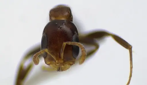 Pseudomyrmex ejectus specimen