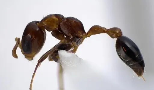 Pseudomyrmex ejectus specimen