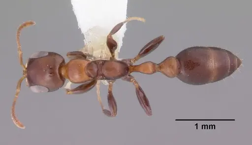 Pseudomyrmex ejectus - CASENT0102683
