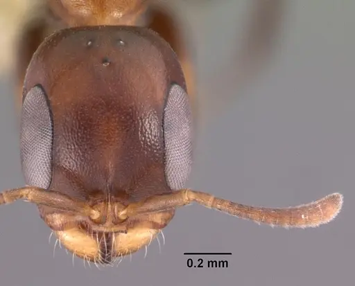 Pseudomyrmex ejectus - CASENT0102683