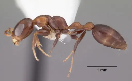 Pseudomyrmex ejectus - CASENT0102683