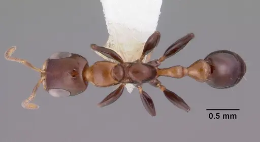 Pseudomyrmex ejectus - CASENT0102684
