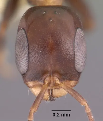 Pseudomyrmex ejectus - CASENT0102684