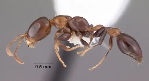 Pseudomyrmex ejectus - CASENT0102684