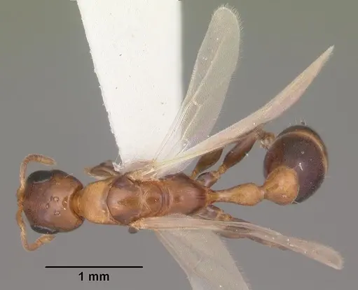 Pseudomyrmex ejectus - CASENT0103836