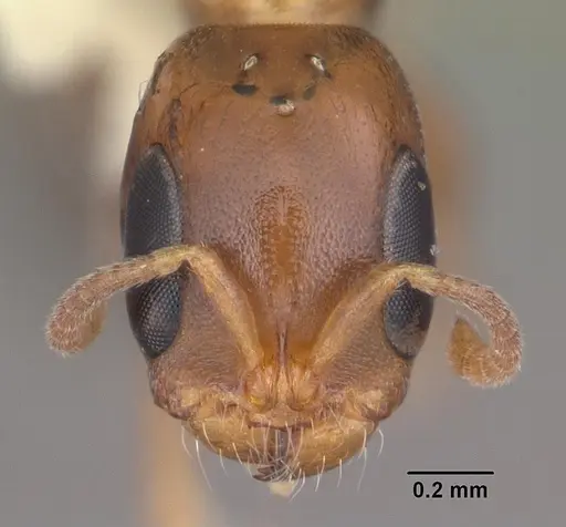 Pseudomyrmex ejectus - CASENT0103836