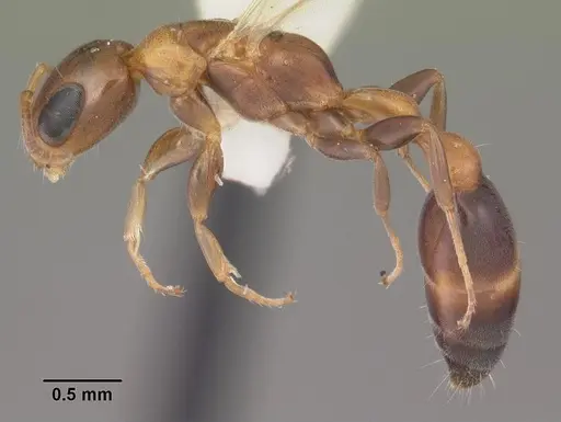 Pseudomyrmex ejectus - CASENT0103836