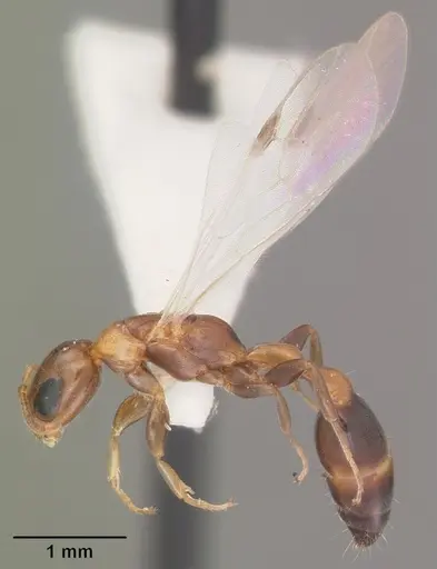 Pseudomyrmex ejectus - CASENT0103836