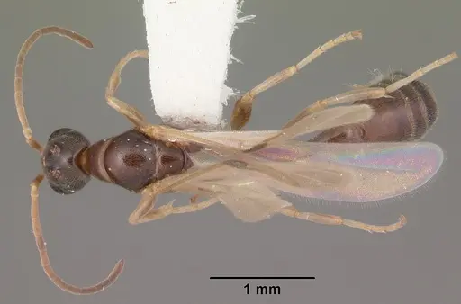 Pseudomyrmex ejectus - CASENT0104241