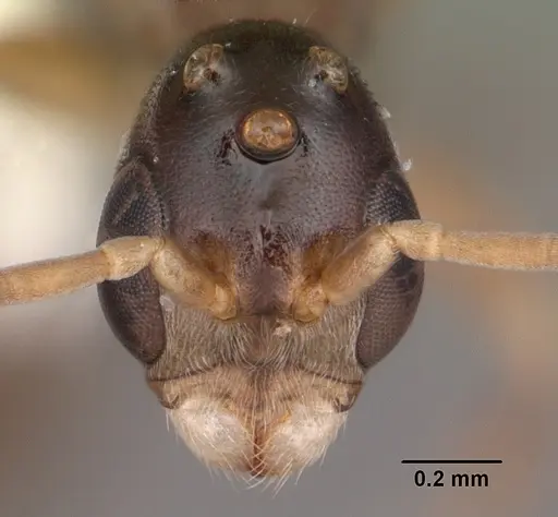 Pseudomyrmex ejectus - CASENT0104241