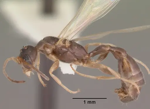 Pseudomyrmex ejectus - CASENT0104241