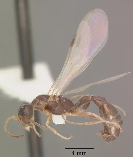 Pseudomyrmex ejectus - CASENT0104241