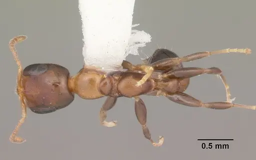 Pseudomyrmex ejectus - CASENT0104280