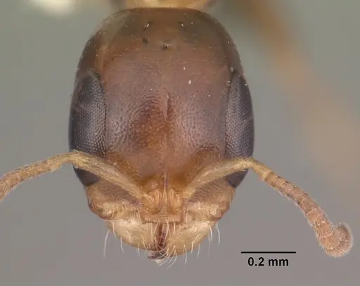 Pseudomyrmex ejectus - CASENT0104280
