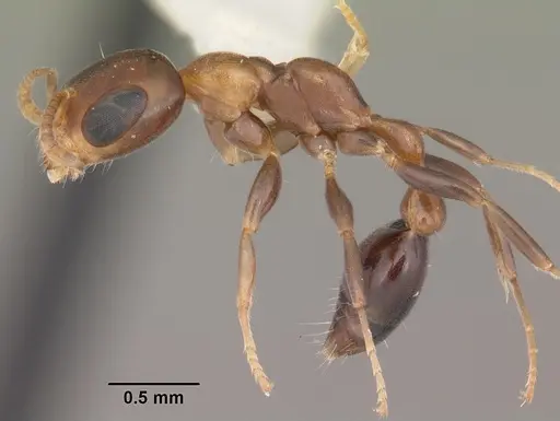 Pseudomyrmex ejectus - CASENT0104280